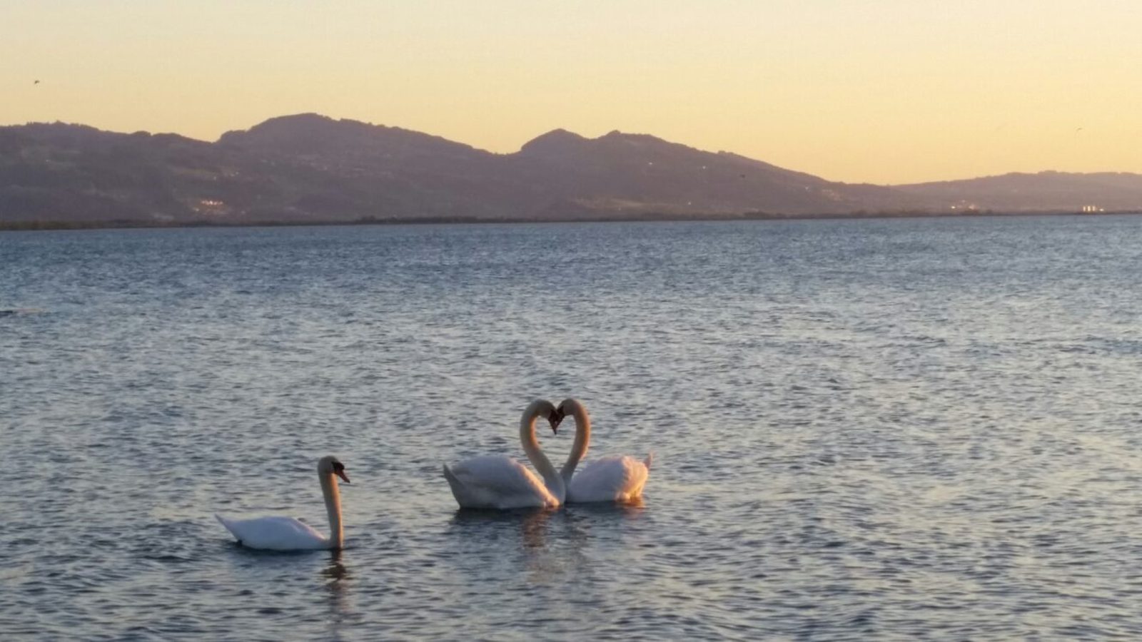 Zwei Schwäne bilden bei Sonnenuntergang auf einem See ein Herz, ein dritter Schwan schwimmt daneben
